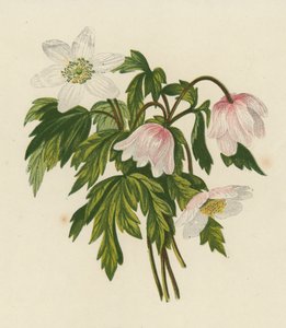 Puuangervo, Anemone Nemorosa (värilitaatio) tekijältä English School