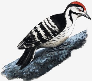 Tikka (Downy Woodpecker) tekijältä English School