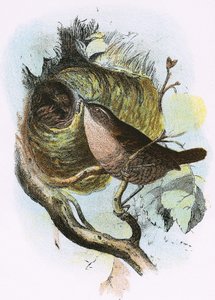 Peukaloinen