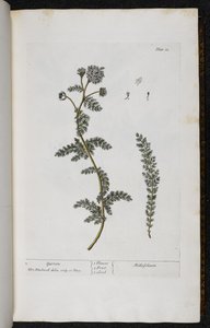 Yarrow, levy 18 Elizabeth Blackwellin teoksesta A Curious Herbal... tekijältä English School