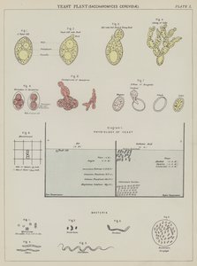 Hiivakasvi, Saccharomyces Cerevisiae (väri litografia) tekijältä English School