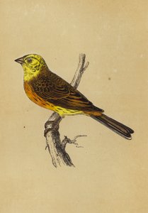 Yellow Bunting (värilitografia) tekijältä English School
