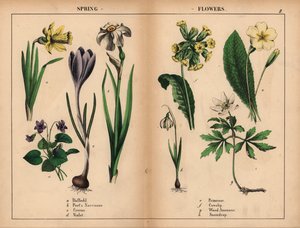 Keltainen narsissi, valkoinen runoilijanarsissi, violetti krookus, purppuravioletti, keltainen esikko, keltainen lehmänkelkka, valkoinen metsävuokko ja valkoinen lumikello.   , julkaisusta "The Instructive Picturebook, or Lessons from the Vegetable World", tekijältä English School