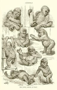 Nuori gorilla leikkimässä tekijältä English School