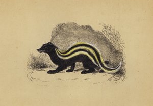 Zorilla (värilitraus) tekijältä English School