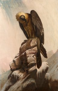 Eagle on Cliff tekijältä English School English School