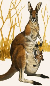 Kenguru