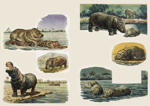 Peeps Into Nature: Hippopotamus