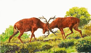 Red Deer
