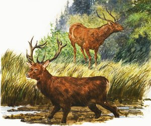 Red Deer
