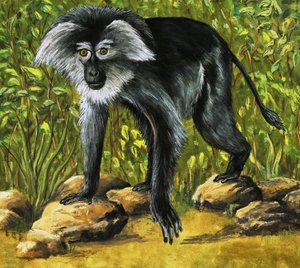 Strange Monkeys