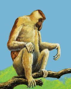 Strange Monkeys