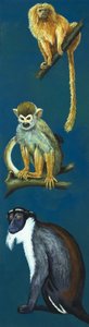 Strange Monkeys