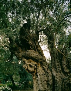 Vanhoja oliivipuita Getsemanin puutarhassa, Kidronin laakso, Jerusalem, Israel (kuva). tekijältä Erich Lessing