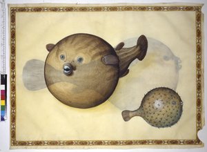 Koko sivu: kaksi pufferfishia neutraalia taustaa vasten. tekijältä Erich Lessing