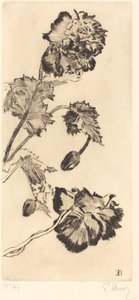 Kukat (Fleurs)