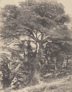Groupe de Cèdres de Mt. Liban / [Seetripuuryhmä, Libanonvuori]