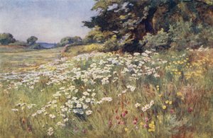 Auringonpaiste Meadowlandissa
