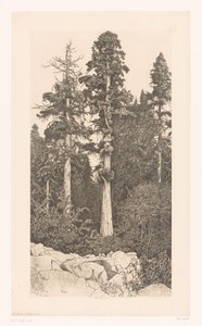 Sequoia-buumi Baby Sequoia tekijältä Ernest Haskell (signed by artist)