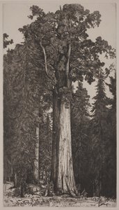 Kenraali Sherman