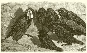 Turha Jackdaw