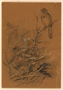 Laulu Sparrow tekijältä Ernest Thompson Seton