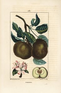 Omenapuu - Omena, Malus domestica, jossa oksa, lehti, hedelmä, kukka ja kypsä hedelmä osassa, jossa näkyy siemeniä. Lambert Juniorin käsinvärinen pistekuparikaiverrus Ernestine Panckoucken piirroksesta Chaumetonista, Poiret