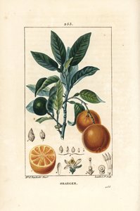 Bigaradier, Orange, Citrus aurantium, jossa on oksaa, lehtiä, kukkia, kypsiä ja kypsymättömiä hedelmiä ja hedelmiä. Lambert Juniorin käsinvärinen pistekuparikaiverrus Ernestine Panckoucken piirustuksesta Chaumeton, Poiret ja Chamberet