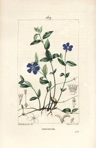 Small Periwinkle - Pieni periwinkle, Vinca minor, kukka, lehti, varsi, juuri ja siemen. Lambert Juniorin käsinvärinen pistekuparikaiverrus Ernestine Panckoucken piirroksesta Chaumetonista, Poiret