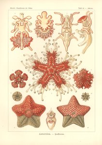 Asteridea - Sea Star, Pl.40. 