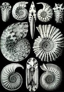 Kuva Ammonitidasta "Art Forms of Nature" 1904 (litho) tekijältä Ernst (after) Haeckel