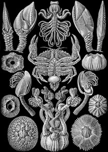 Kuvitus Cirripediasta "Art Forms of Nature" 1904 (litho) tekijältä Ernst (after) Haeckel