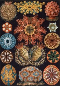 Ascidiae, levy 85 julkaisusta "Art Forms of Nature".