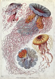 Meduusat, "Art Forms of Nature"