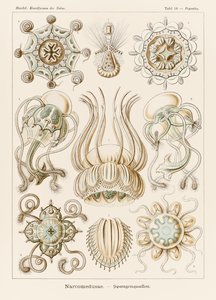 Levy 16 Pegantha Narcomedusae julkaisusta "Kunstformen der Natur" (Taidemuodot luonnossa), kuvittanut Ernst Haeckel (1834-1919)
