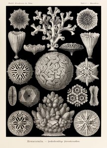 Levy 9 Maeandrina Hexacoralla kirjasta "Kunstformen der Natur" (Taidemuodot luonnossa), kuvittanut Ernst Haeckel (1834-1919)