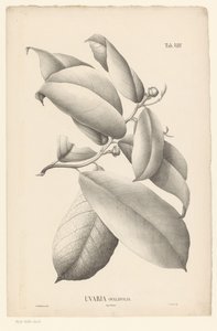 Oksa lehdillä ja kukannupuilla Uvaria Ovalifolia (otsikko esineessä) tekijältä Ernst Philipp Sixtus