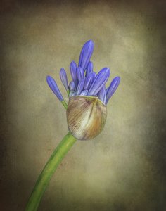 Violetti agapanthus-silmu tekijältä Esteban Rios
