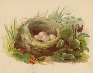 Linnunpesä (chromolitho)