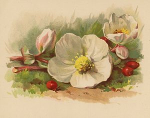 Jouluruusu ja marjat (chromolitho)