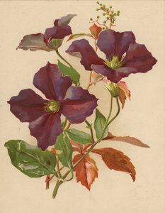 Clematis ja Virginian Creeper (chromolitho)