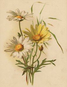 Daisies (chromolitho)