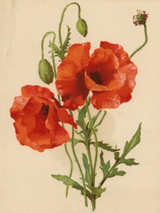 Unikot (chromolitho)
