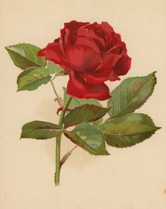 Punainen puutarharuusu (chromolitho)