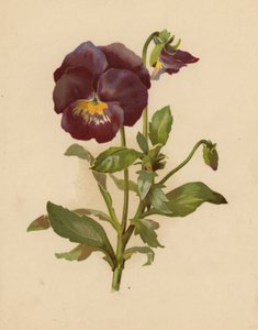 Orvokki (chromolitho)