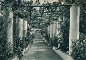 Pergola viinitarhassa, Capri, Italia, 1927 tekijältä Eugen Poppel