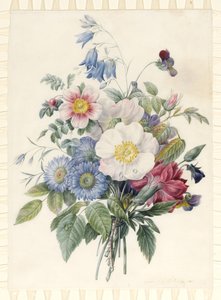 Siniset asterit, Rosa Spinosissima -hybridi, jäniskello, alttoviulut, kärry ja villiruusu, 1820 (wc ja vartaloväri grafiittisella ääriviivalla velumissa) tekijältä Eugene A. L. d Orleans