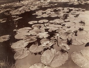 Lumpeenkukkia (Bagatelle) tekijältä Eugène Atget