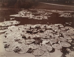 Lumpeenkukkia tekijältä Eugène Atget