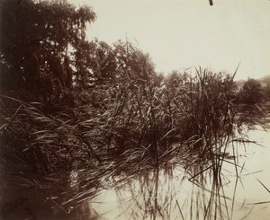 Ruoko, Plessis-Piquetin lampi tekijältä Eugène Atget